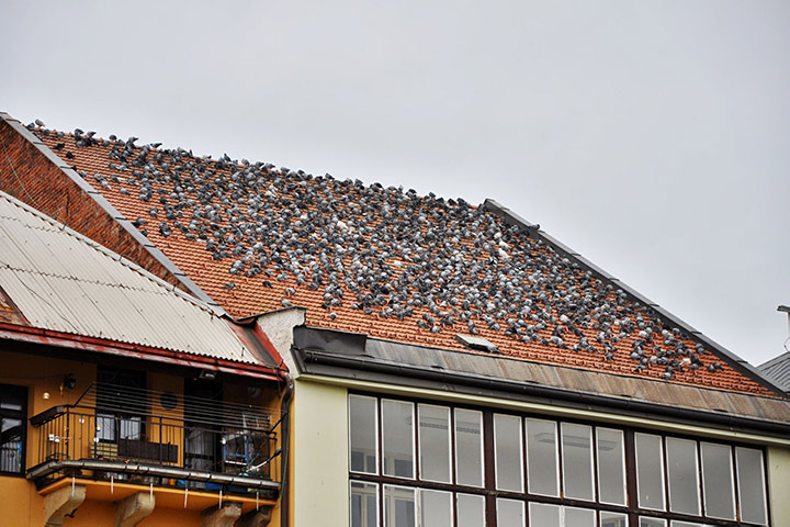 A2B Pest Control are able to install spikes to deter birds from roofs in Chesterfield. 