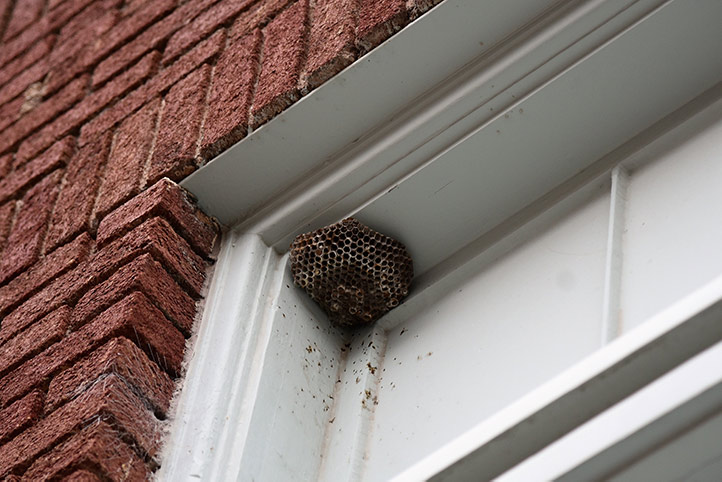 We provide a wasp nest removal service for domestic and commercial properties in Chesterfield.
